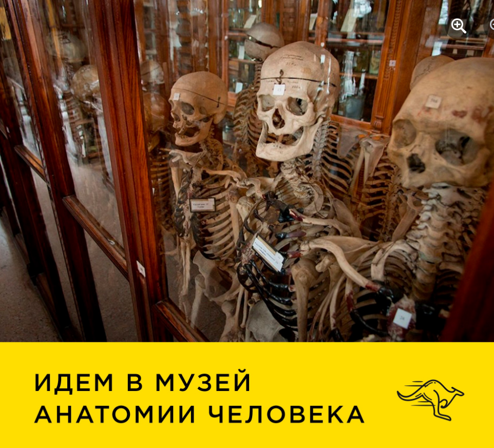 The poster of the event — We go to the Museum of Human Anatomy in Location