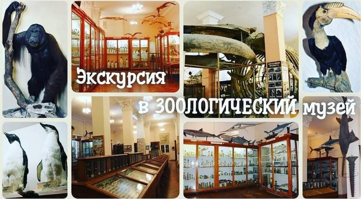 The poster of the event — We go to the ZOOLOGICAL Museum in Location